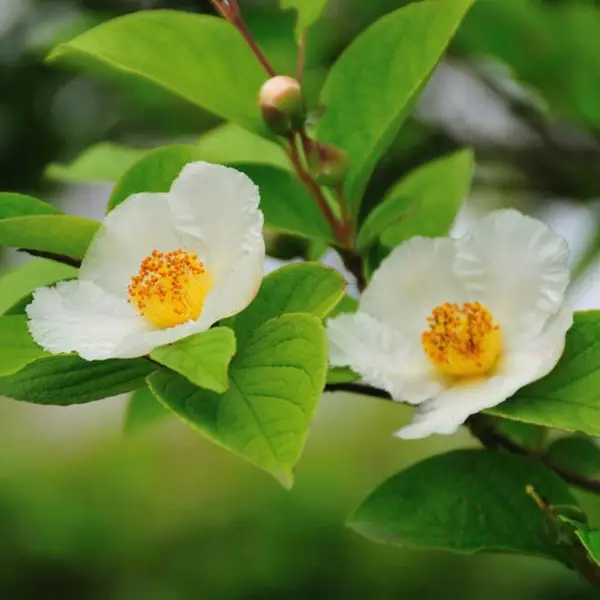 Stewartia Pseudocamellia Japanese