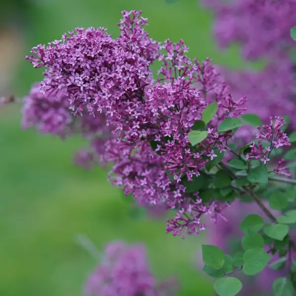 Syringa Vulgaris X French Hybrid Lilac Bloomerang Dark Purple