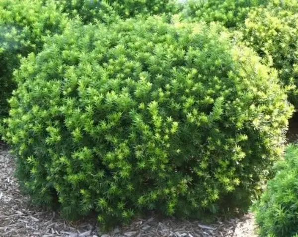 Taxus X Media Spreading Yew Densiformis
