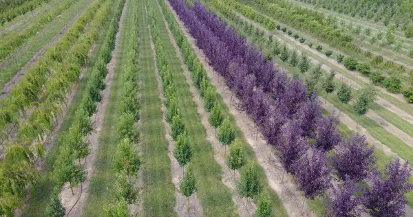 Tidbury Creek Farms Flowering Trees