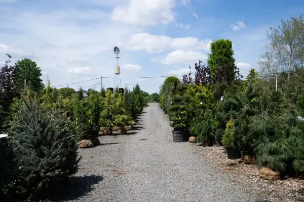Tree Nursery