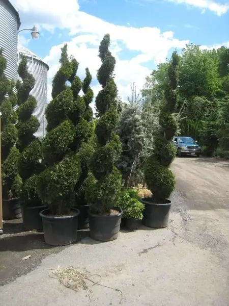 Assorted Topiaries