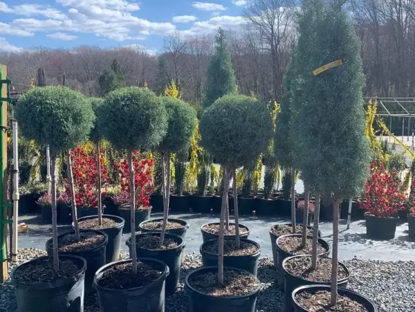 Assorted Junipers Standard Form