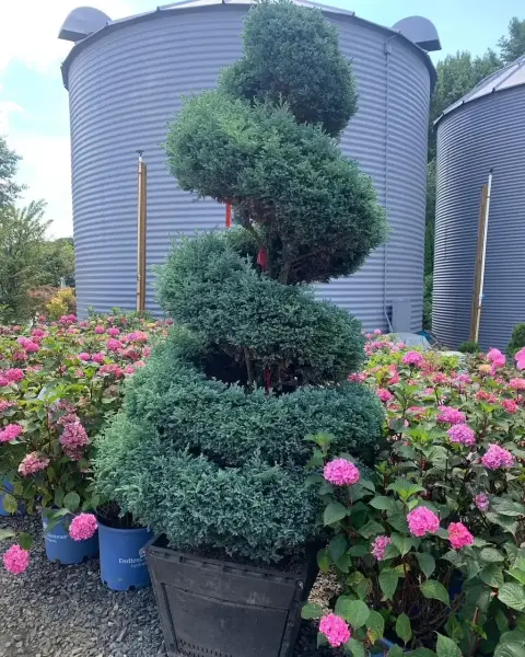 Blue Moss Cypress Spiral