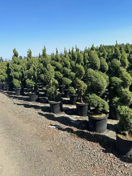 Dwarf Alberta Spruce Spirals