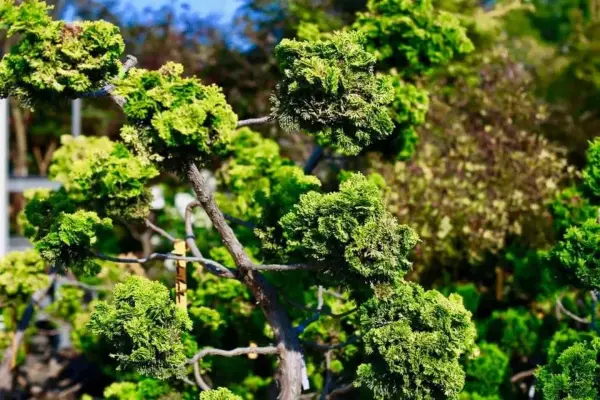 Golden Hinoki Pompom