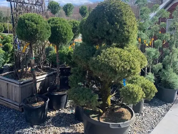 Juniper And Alberta Spruce