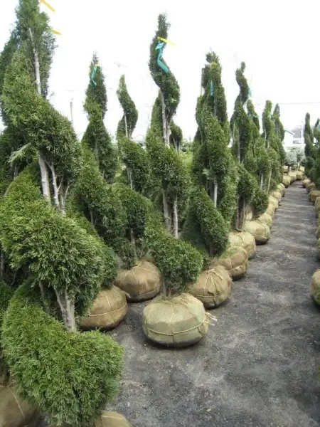 Spiral Emerald Green Arborvitae