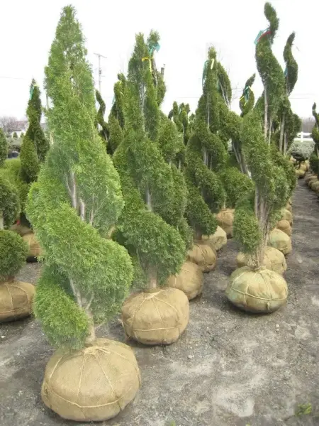 Spiral Emerald Green Arbs