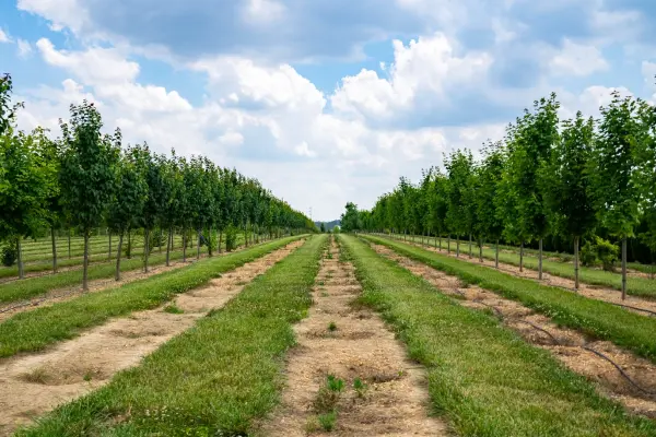 Tree Lilac Sugar Maple