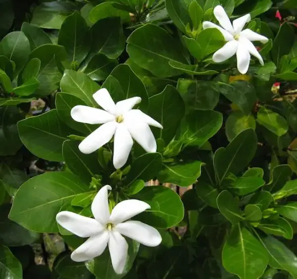Tropical Gardenia