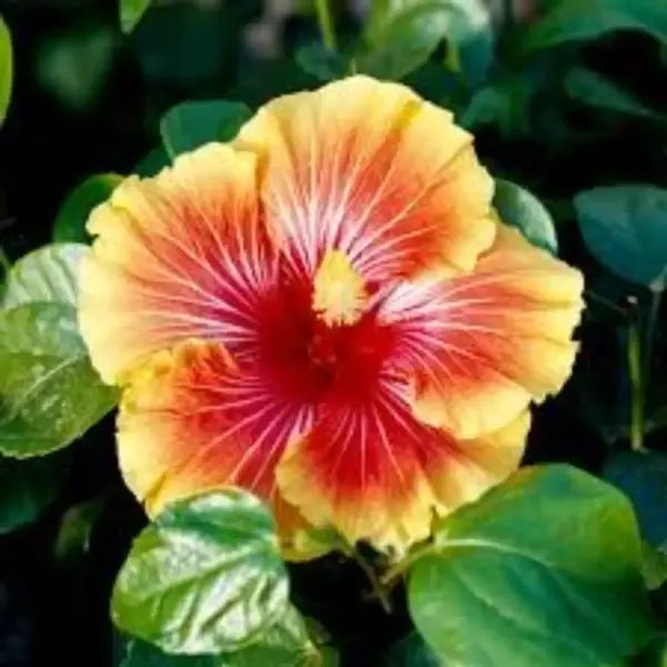 Hibiscus