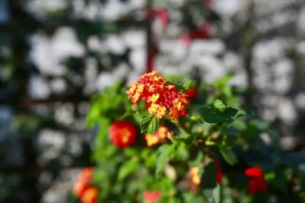 Tropicals Lantana