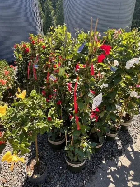 Mandevilla And Tropical Hibiscus