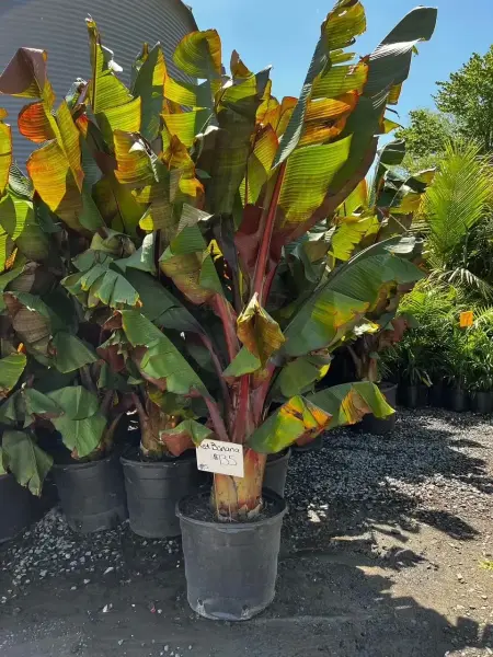 Musa Red Banana