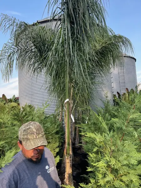 Queen Palm
