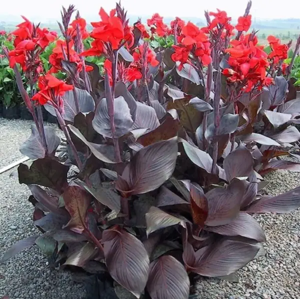 Red Canna