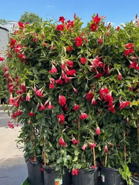 Red Mandevilla