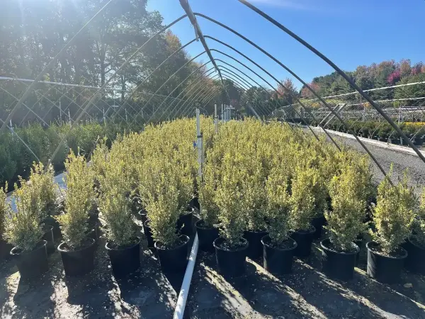 Variegated Boxwood