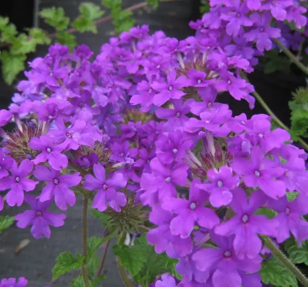 Verbena Canadensis Rosa Verbena Homestead Purple