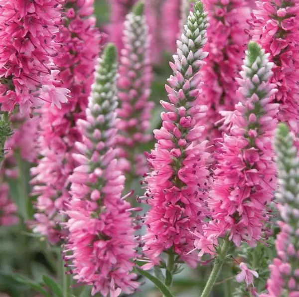 Veronica Spicata Speedwell Red Fox