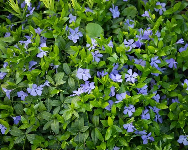 Vinca Minor Periwinkle Bowles