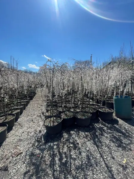 Weeping Snow Fountain Trees
