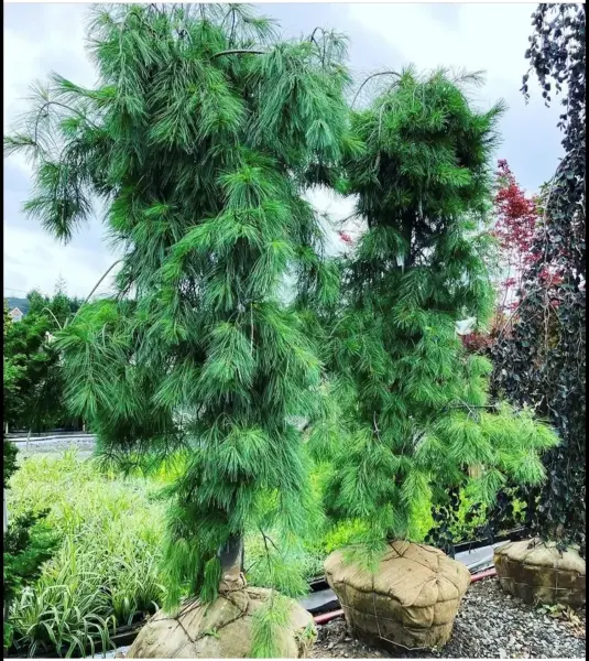 Weeping White Pine