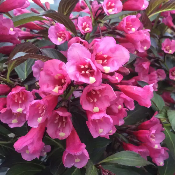 Weigela Florida Old Fashioned Wine And Roses