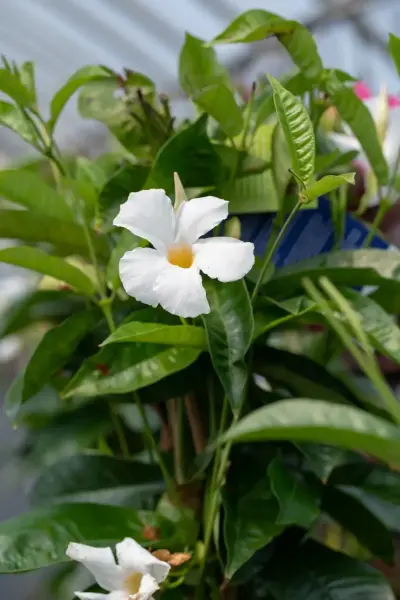 White Mandevilla
