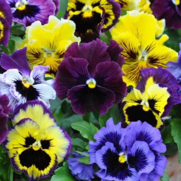 Winter Pansy