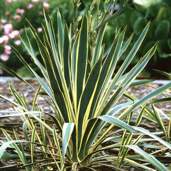 Yucca Filamentosa Adams Needle Bright Edge
