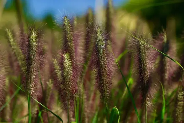 Close-up of green and purple ornamental grass.