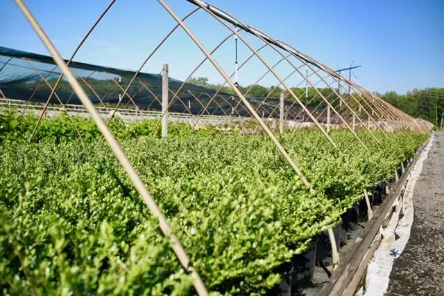 Greenhouse with lush green plants in rows.