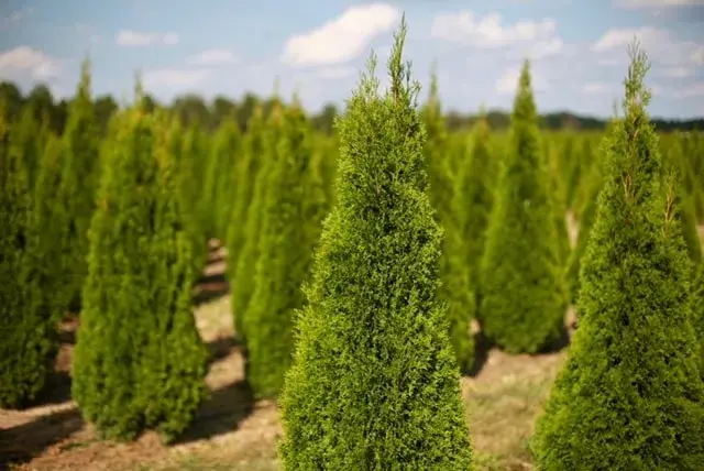 Green cedar trees in a field.